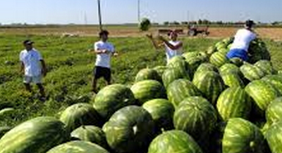 IMMIGRATI : PERMESSO UNICO PER SOGGIORNO E LAVORO