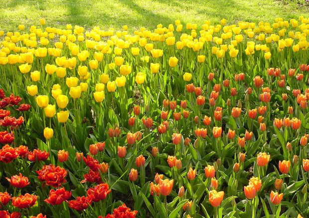 A VILLA PISANI BOLOGNESI SCALABRIN SI APRE IL GARDEN SHOW CON UNA STRAORDINARIA FIORITURA DI TULIPANI!