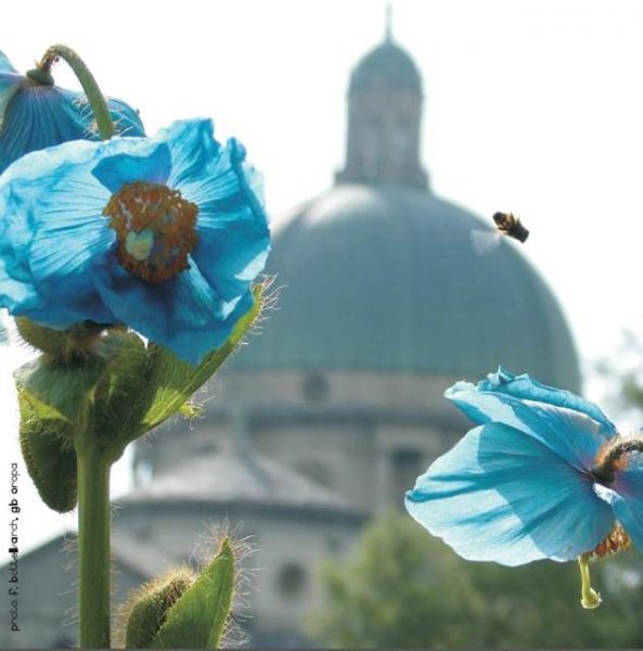 OROPA  DOMENICA 13 LUGLIO : CONCERTO SUGGESTIONI DELLA NATURA + VISITA GUIDATA GIARDINO BOTANICO