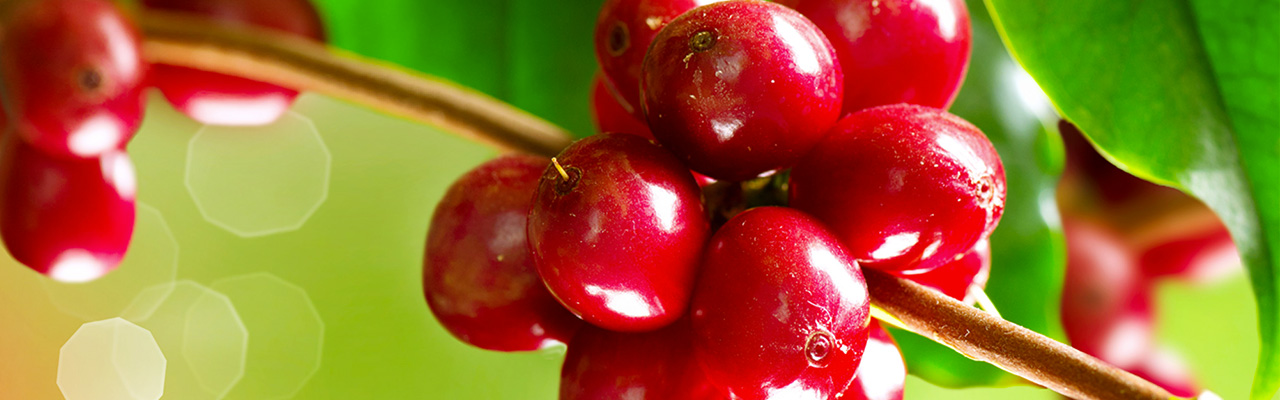 SAPORI E PROFUMI DAL MONDO: CLUSTER SUL CAFFE' PER EXPO MILANO 2015