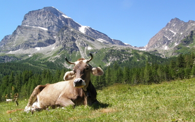 REGIONE PIEMONTE :Programma di Sviluppo Rurale – Mis. 211 – Indennità compensativa a favore degli agricoltori operanti in zone montane – campagna 2014.