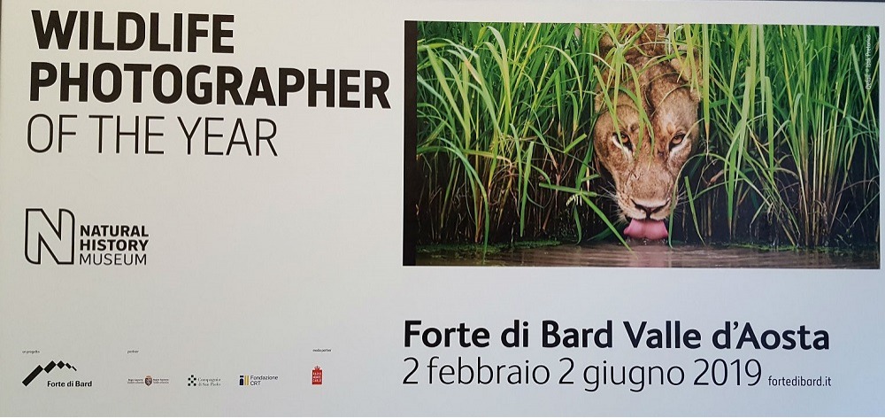 WILDLIFE PHOTOGRAPHER OF THE YEAR 2018 AL FORTE DI BARD